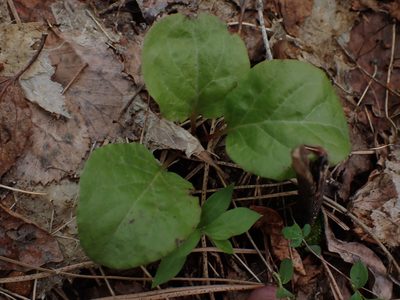 Pyrola asarifolia, photographed by Braden J. Judson