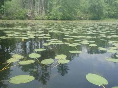 Nuphar variegata, photographed by Lynn Harper