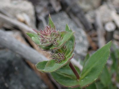 Penstemon pruinosus, photographed by Braden J. Judson