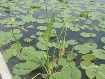 Pontederia cordata, photographed by Lynn Harper