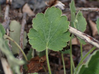 Heuchera cylindrica, photographed by Braden J. Judson