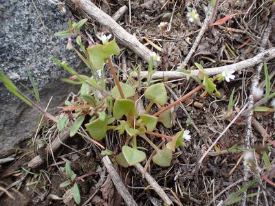 Claytonia rubra, photographed by Braden J. Judson