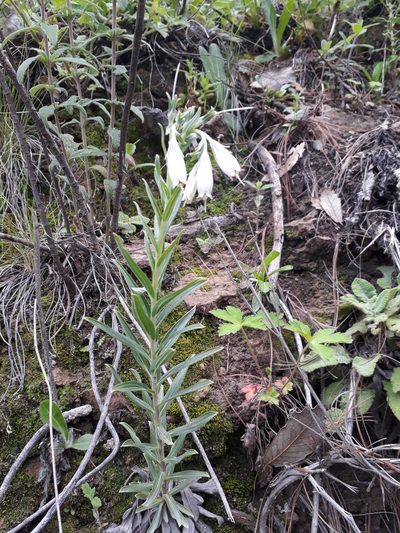 Lithospermum rosei, photographed by Norma Piedra