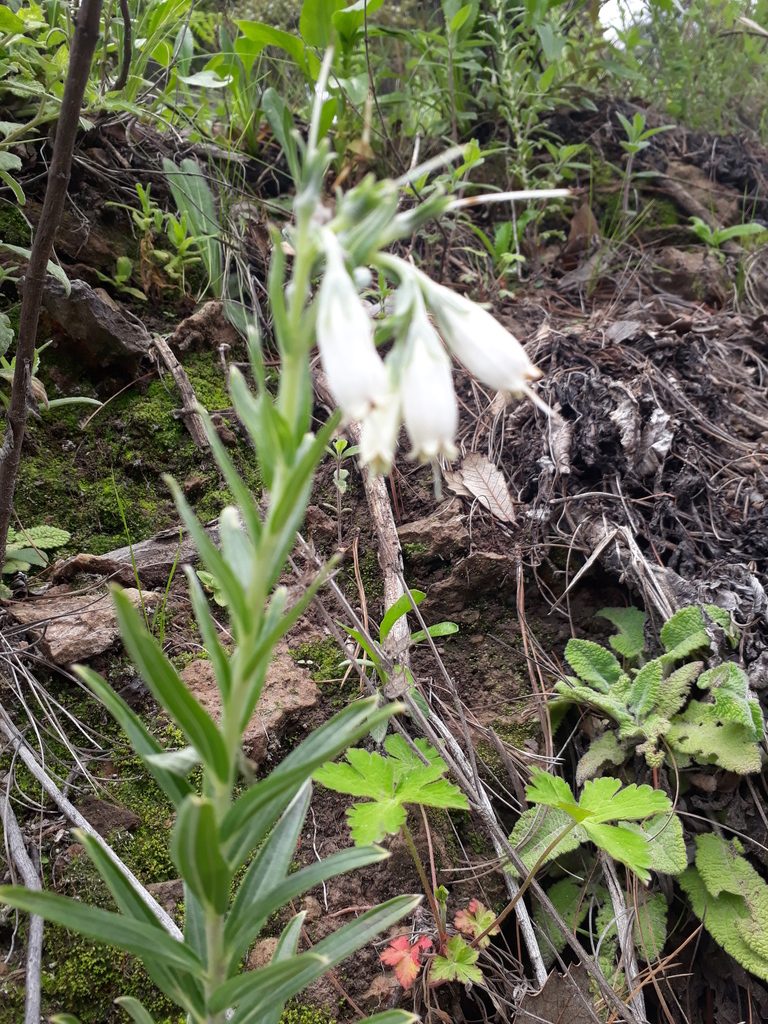 Lithospermum rosei, photographed by Norma Piedra