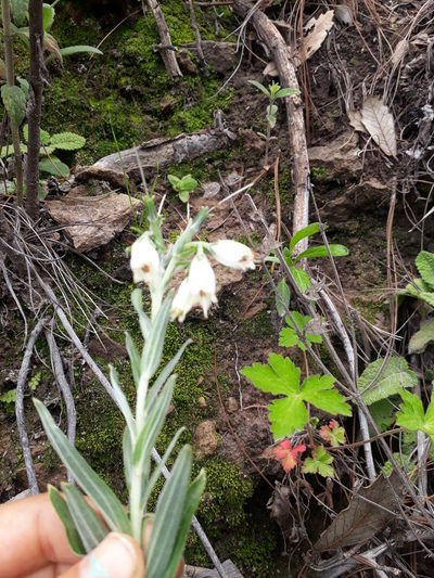 Lithospermum rosei, photographed by Norma Piedra