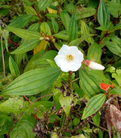 Melastoma denticulatum, photographed by Peter de Lange