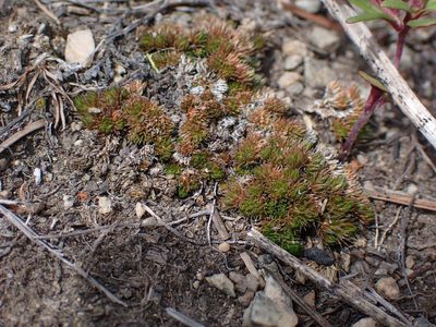 Selaginella scopulorum, photographed by Braden J. Judson