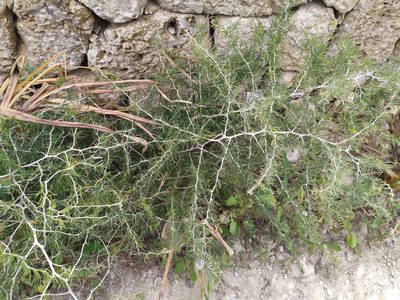 Asparagus albus, photographed by carnifex