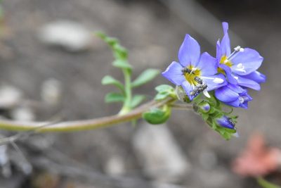 Polemonium pulcherrimum, photographed by Braden J. Judson
