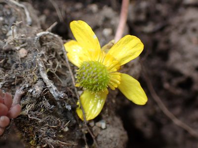 Ranunculus glaberrimus, photographed by Braden J. Judson
