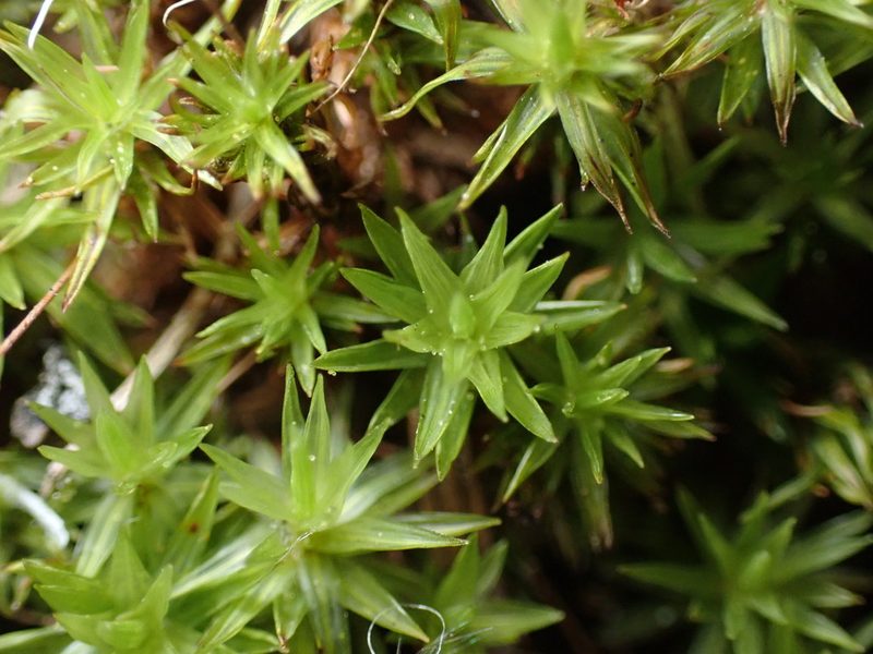 Timmia austriaca, photographed by Braden J. Judson