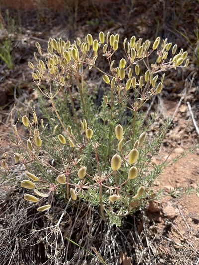 Lomatium parryi, photographed by Robbie Hannawacker