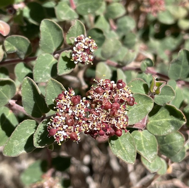 Euphorbia tomentulosa, photographed by Irene