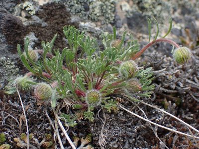 Erigeron compositus, photographed by Braden J. Judson