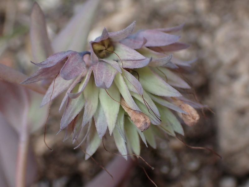 Mertensia longiflora, photographed by Braden J. Judson