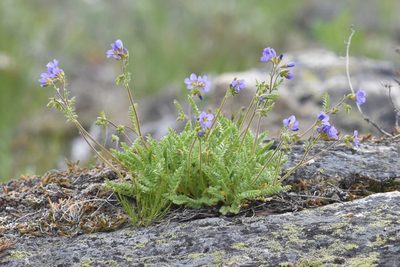 Polemonium pulcherrimum, photographed by Braden J. Judson