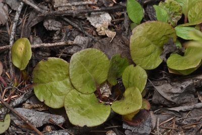 Pyrola asarifolia, photographed by Braden J. Judson