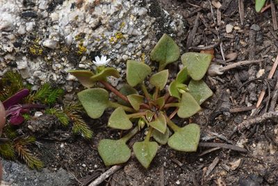 Claytonia rubra, photographed by Braden J. Judson