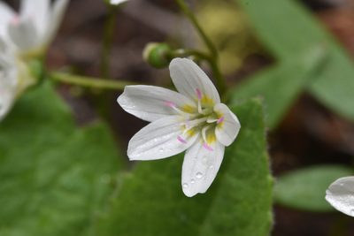 Claytonia lanceolata, photographed by Braden J. Judson