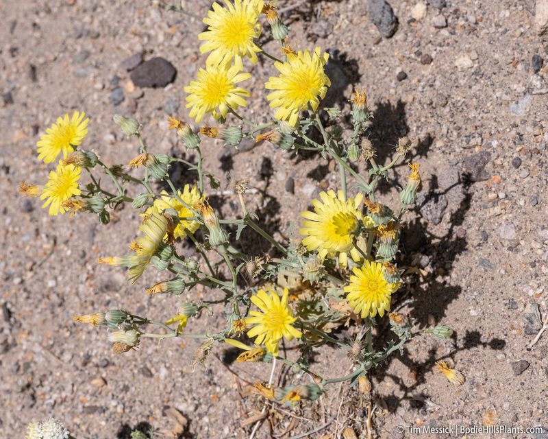 Malacothrix sonchoides, photographed by Tim Messick