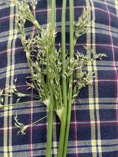 Juncus pylaei, photographed by Zihao Wang
