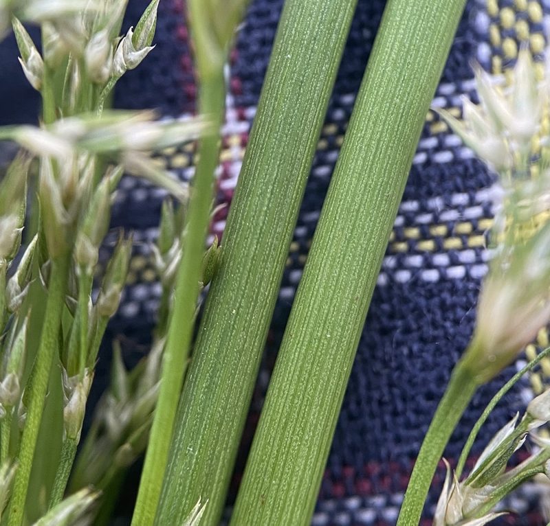 Juncus pylaei, photographed by Zihao Wang