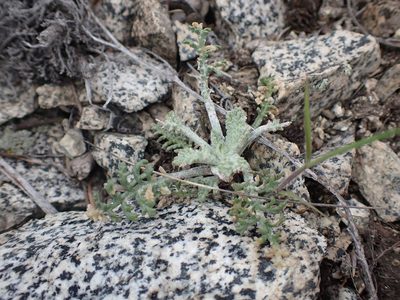 Chaenactis douglasii, photographed by Braden J. Judson
