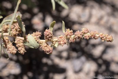 Atriplex canescens, photographed by Tim Messick