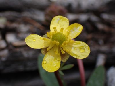 Ranunculus glaberrimus, photographed by Braden J. Judson