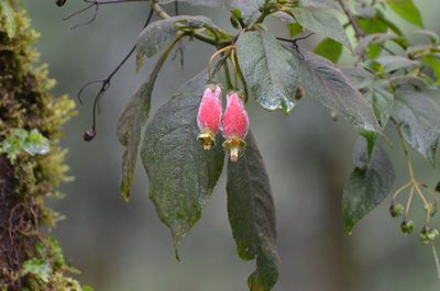 Kohleria affinis, photographed by Jay Pruett