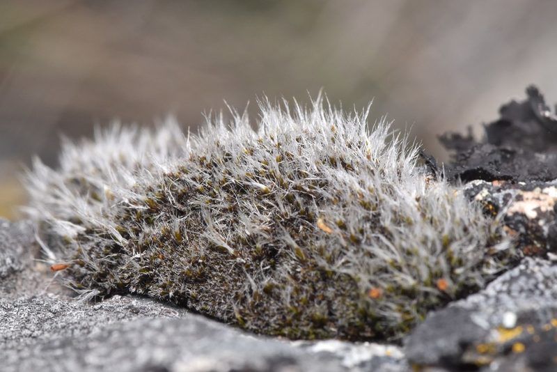 Grimmia calyptrata, photographed by Braden J. Judson