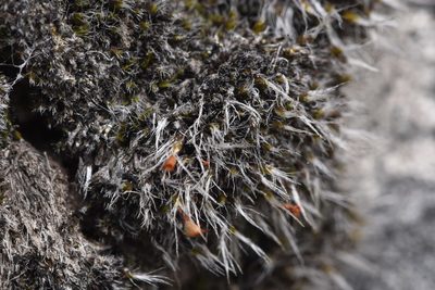 Grimmia calyptrata, photographed by Braden J. Judson