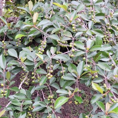 Byrsonima crassifolia