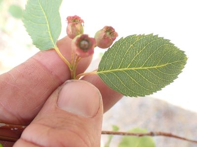 Amelanchier cusickii, photographed by Shane Johnson