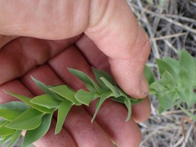 Linaria dalmatica, photographed by Shane Johnson