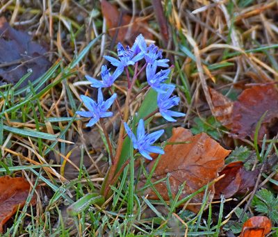 Scilla subnivalis, photographed by Kostas Zontanos