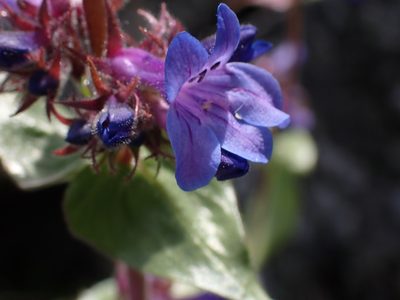 Penstemon pruinosus, photographed by Shane Johnson