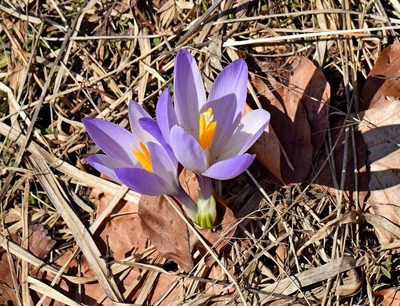 Crocus veluchensis, photographed by Kostas Zontanos