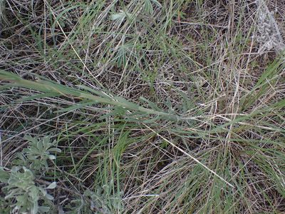 Boechera retrofracta, photographed by Braden J. Judson