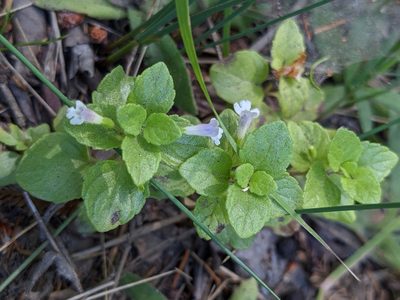 Micromeria douglasii, photographed by vesca