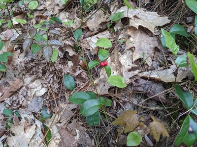 Gaultheria procumbens, photographed by Liren Varghese