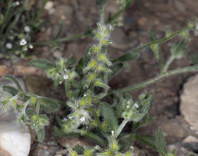Cryptantha recurvata, photographed by Steve Matson