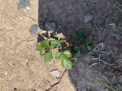 Nekemias arborea, photographed by Bonnie Semmling