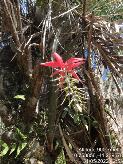 Billbergia porteana, photographed by vitordematos12