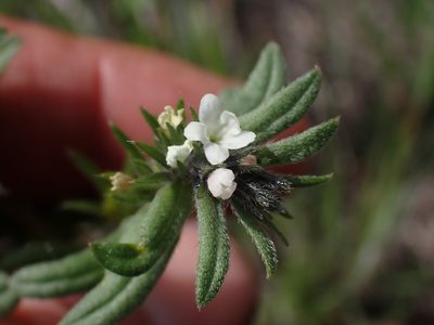 Buglossoides arvensis, photographed by Shane Johnson