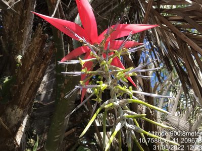Billbergia porteana, photographed by vitordematos12