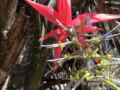 Billbergia porteana, photographed by vitordematos12