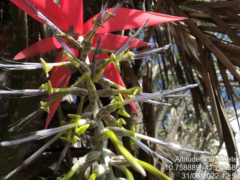 Billbergia porteana, photographed by vitordematos12