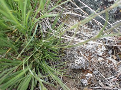 Eremogone capillaris, photographed by Braden J. Judson