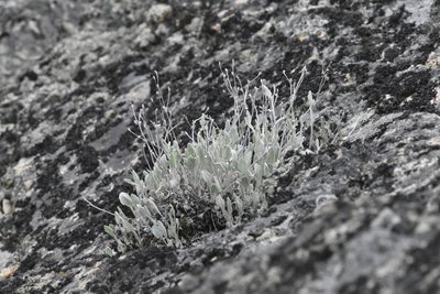 Eriogonum niveum, photographed by Braden J. Judson